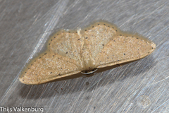 Idaea obsoletaria