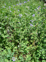 Polemonium foliosissimum