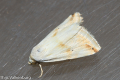 Eublemma ostrina