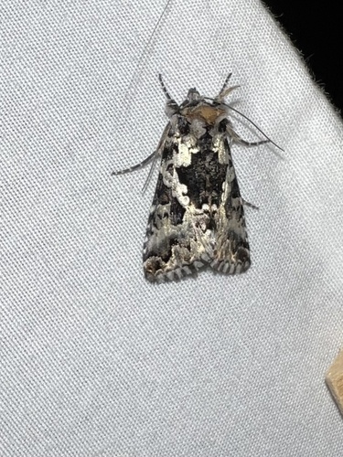 Salt-and-pepper Looper Moth photo 3