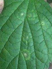 Pachypsylla celtidisasterisca