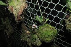 Masdevallia purpurella