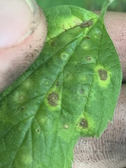 Pachypsylla celtidisasterisca