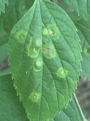 Pachypsylla celtidisasterisca