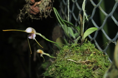 Masdevallia purpurella