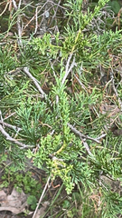 Juniperus virginiana