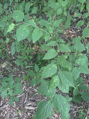 Pachypsylla celtidisasterisca