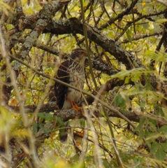 Accipiter bicolor