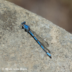 Argia agrioides