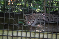 Prionailurus viverrinus