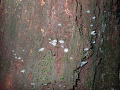 Pseudohydnum orbiculare
