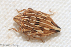 Odontotarsus intermedius