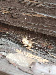 Anyphaena accentuata