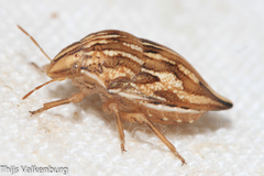Odontotarsus intermedius