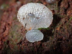 Pseudohydnum orbiculare