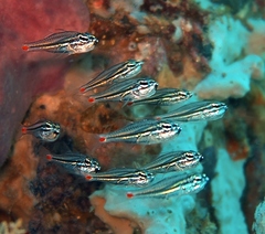 Ostorhinchus parvulus