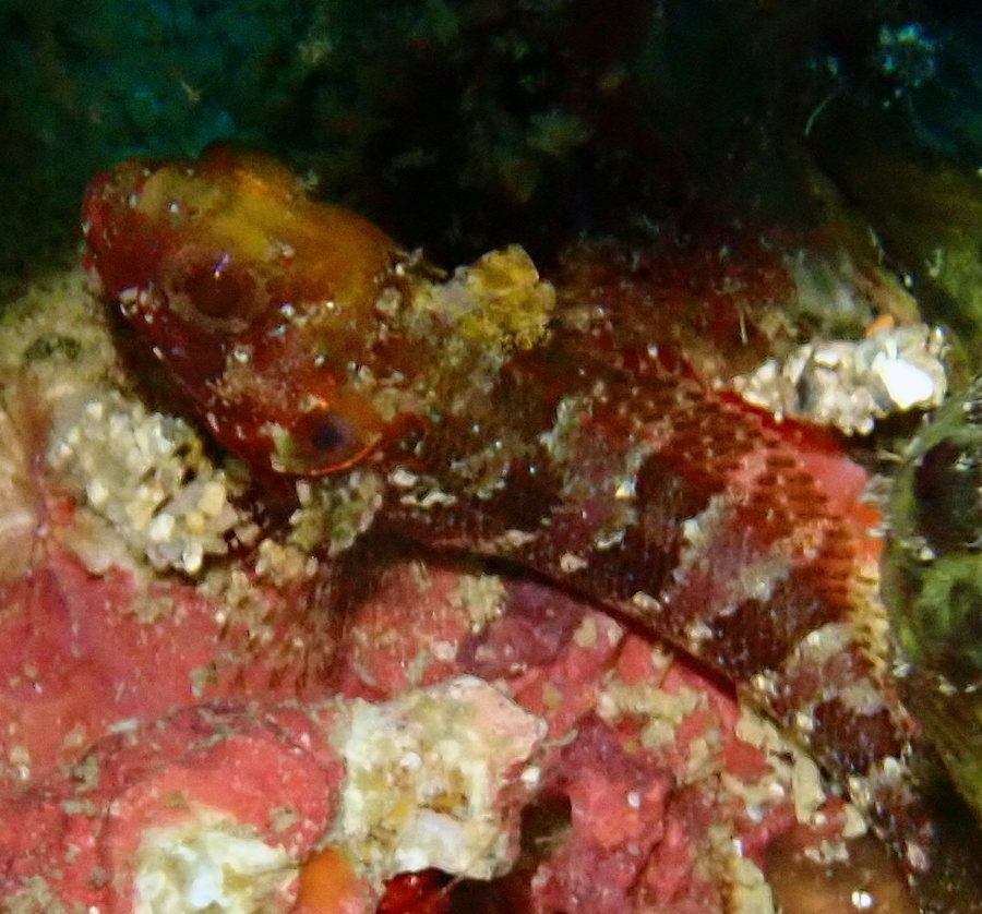 Dons-slijmvis (Gobioclinus kalisherae) — Labrisomidae