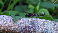 Camponotus ligniperda