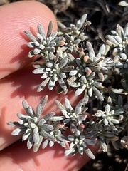Eriogonum thymoides