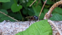 Camponotus ligniperda