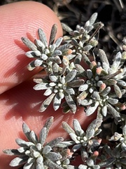 Eriogonum thymoides