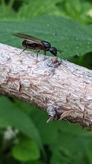 Camponotus ligniperda