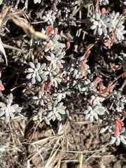 Eriogonum thymoides