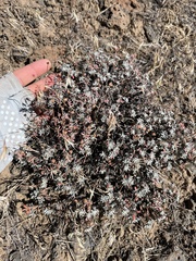 Eriogonum thymoides