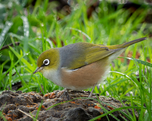 Silvereye, photo 5 of 10