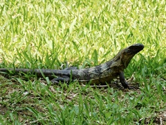 Ctenosaura pectinata