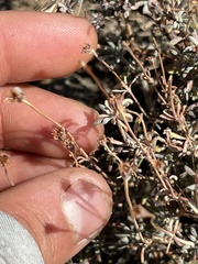 Eriogonum thymoides