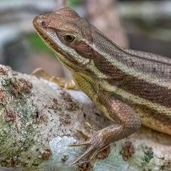 Leiocephalus cubensis