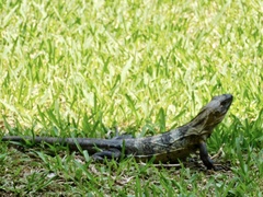 Ctenosaura pectinata