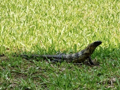 Ctenosaura pectinata