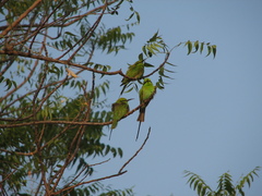 Merops viridissimus