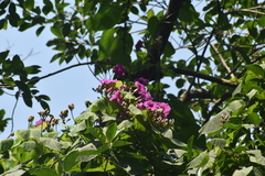 Ipomoea philomega