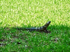 Ctenosaura pectinata