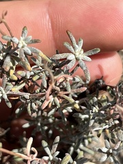 Eriogonum thymoides
