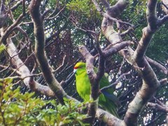 Cyanoramphus auriceps