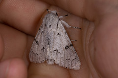 Acronicta leporina