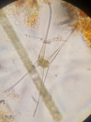 Closterium rostratum