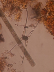 Closterium rostratum