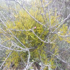 Phoradendron brachystachyum