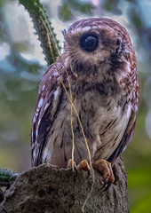 Margarobyas lawrencii