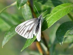 Pieris angelika