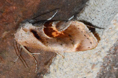 Tarache terminimaculata