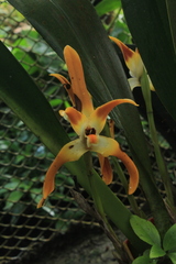 Maxillaria luteograndiflora