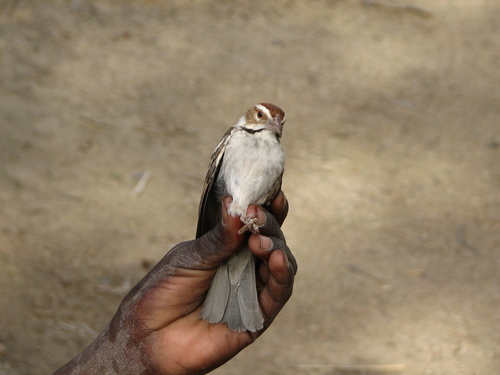 Chestnut-crowned Sparrow-Weaver