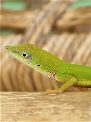 Anolis chlorocyanus