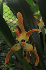 Maxillaria luteograndiflora